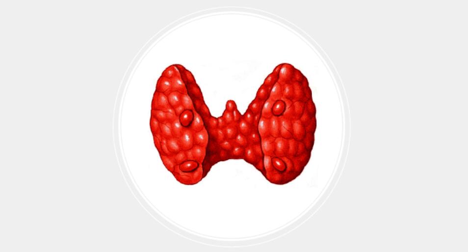 Triiodothyronine (T3) and Reverse T3 (rT3): The Role of rT3 in Weight Loss