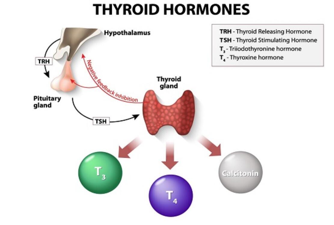 The combined dose of T3 and T4 is in bodybuilding